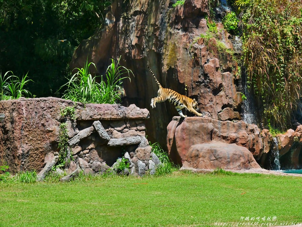 【印尼旅遊】峇里島野生動物園(Bali Safari & Marine Park),峇里島必遊景點,免費與動物拍照,還有兒童水上樂園可消暑。 - 第44張圖 32