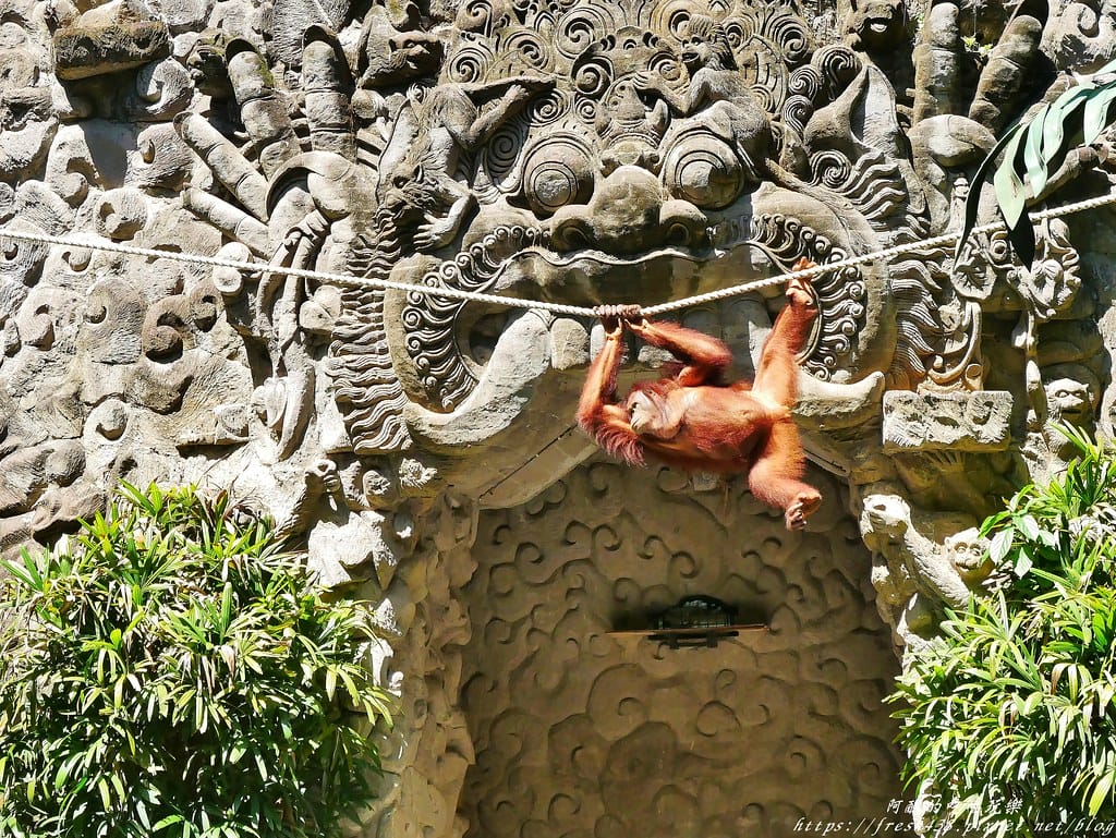 【印尼旅遊】峇里島野生動物園(Bali Safari & Marine Park),峇里島必遊景點,免費與動物拍照,還有兒童水上樂園可消暑。 - 第34張圖 22