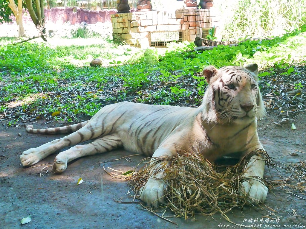 【印尼旅遊】峇里島野生動物園(Bali Safari & Marine Park),峇里島必遊景點,免費與動物拍照,還有兒童水上樂園可消暑。 - 第53張圖 40