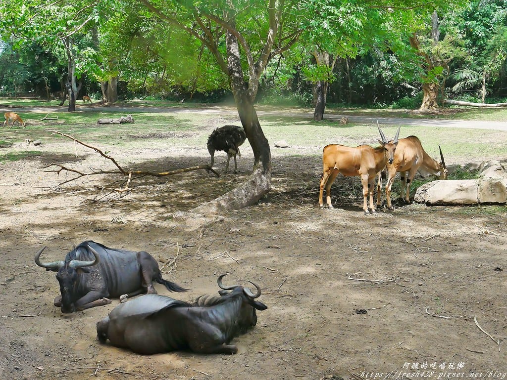 【印尼旅遊】峇里島野生動物園(Bali Safari & Marine Park),峇里島必遊景點,免費與動物拍照,還有兒童水上樂園可消暑。 - 第82張圖 84