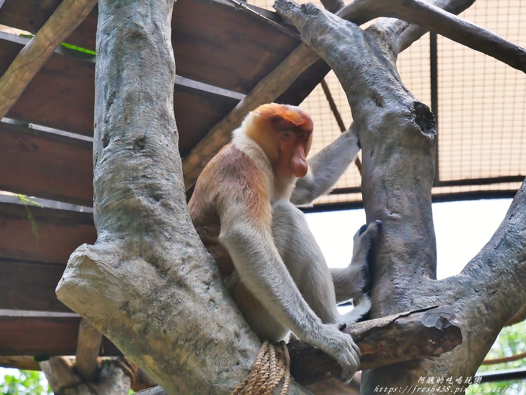 【印尼旅遊】峇里島野生動物園(Bali Safari & Marine Park),峇里島必遊景點,免費與動物拍照,還有兒童水上樂園可消暑。 - 第77張圖 79-1