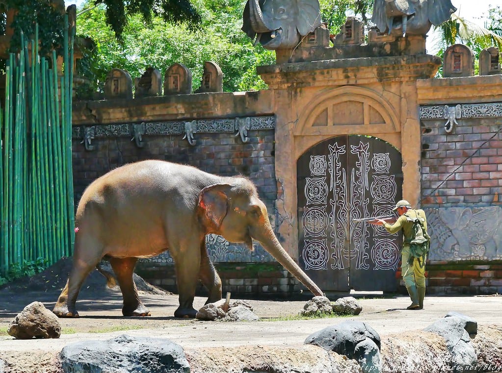 【印尼旅遊】峇里島野生動物園(Bali Safari & Marine Park),峇里島必遊景點,免費與動物拍照,還有兒童水上樂園可消暑。 - 第66張圖 53