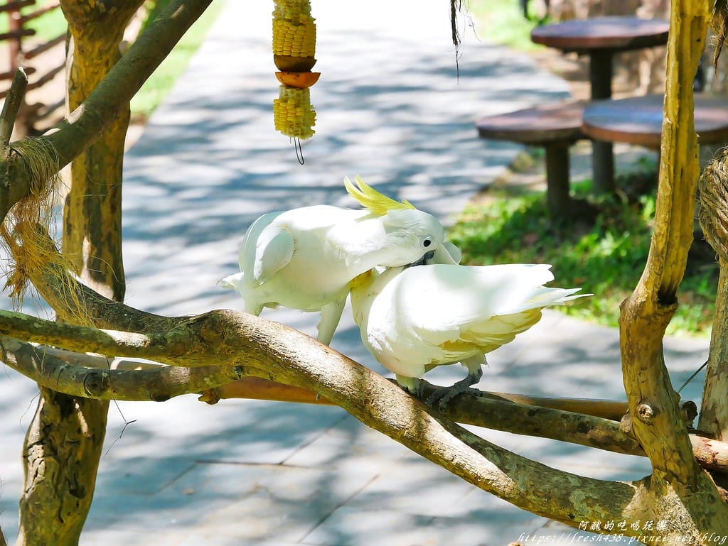 【印尼旅遊】峇里島野生動物園(Bali Safari & Marine Park),峇里島必遊景點,免費與動物拍照,還有兒童水上樂園可消暑。 - 第61張圖 49