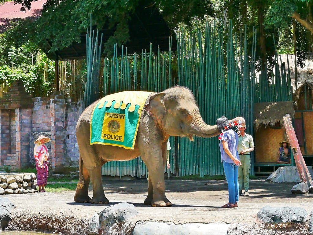 【印尼旅遊】峇里島野生動物園(Bali Safari & Marine Park),峇里島必遊景點,免費與動物拍照,還有兒童水上樂園可消暑。 - 第67張圖 54
