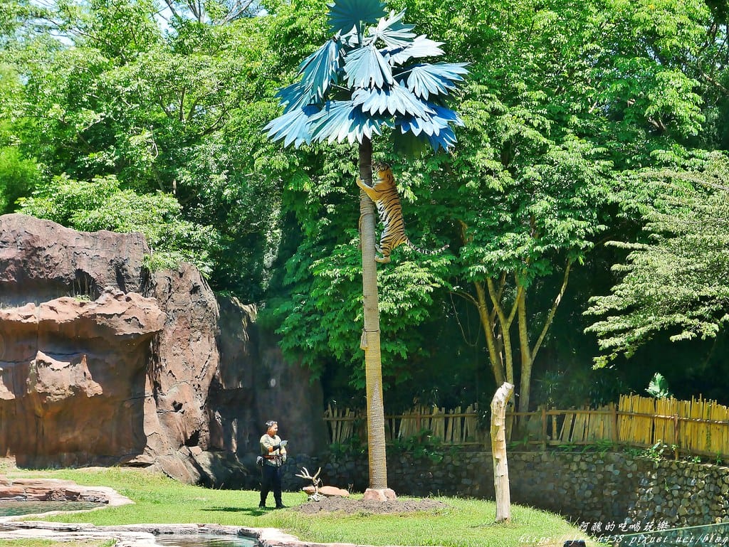 【印尼旅遊】峇里島野生動物園(Bali Safari & Marine Park),峇里島必遊景點,免費與動物拍照,還有兒童水上樂園可消暑。 - 第45張圖 33