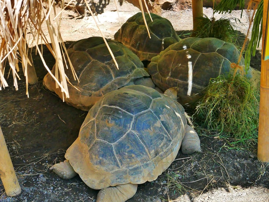 【印尼旅遊】峇里島野生動物園(Bali Safari & Marine Park),峇里島必遊景點,免費與動物拍照,還有兒童水上樂園可消暑。 - 第58張圖 45