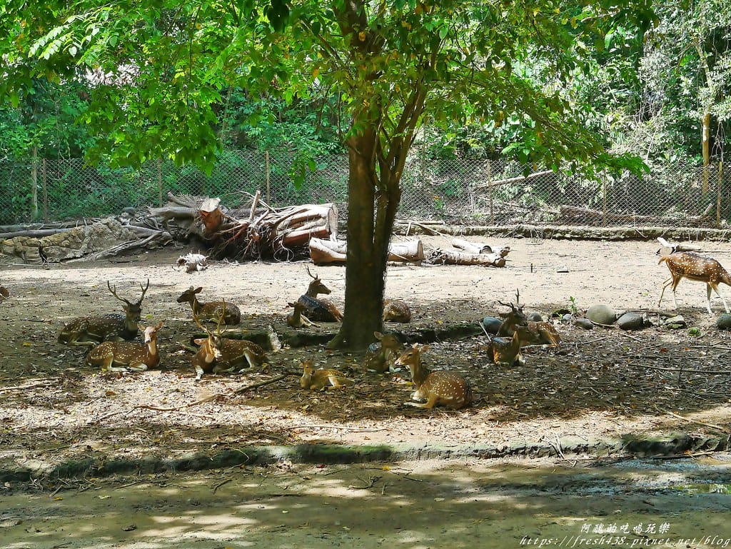【印尼旅遊】峇里島野生動物園(Bali Safari & Marine Park),峇里島必遊景點,免費與動物拍照,還有兒童水上樂園可消暑。 - 第80張圖 82