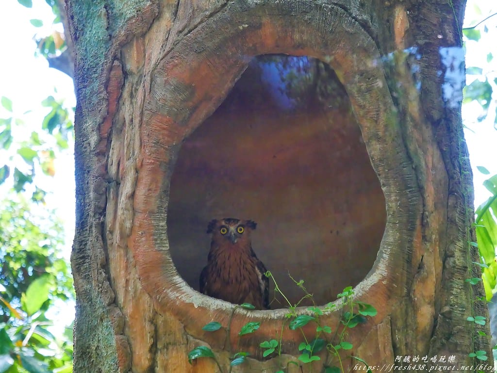 【印尼旅遊】峇里島野生動物園(Bali Safari & Marine Park),峇里島必遊景點,免費與動物拍照,還有兒童水上樂園可消暑。 - 第78張圖 80