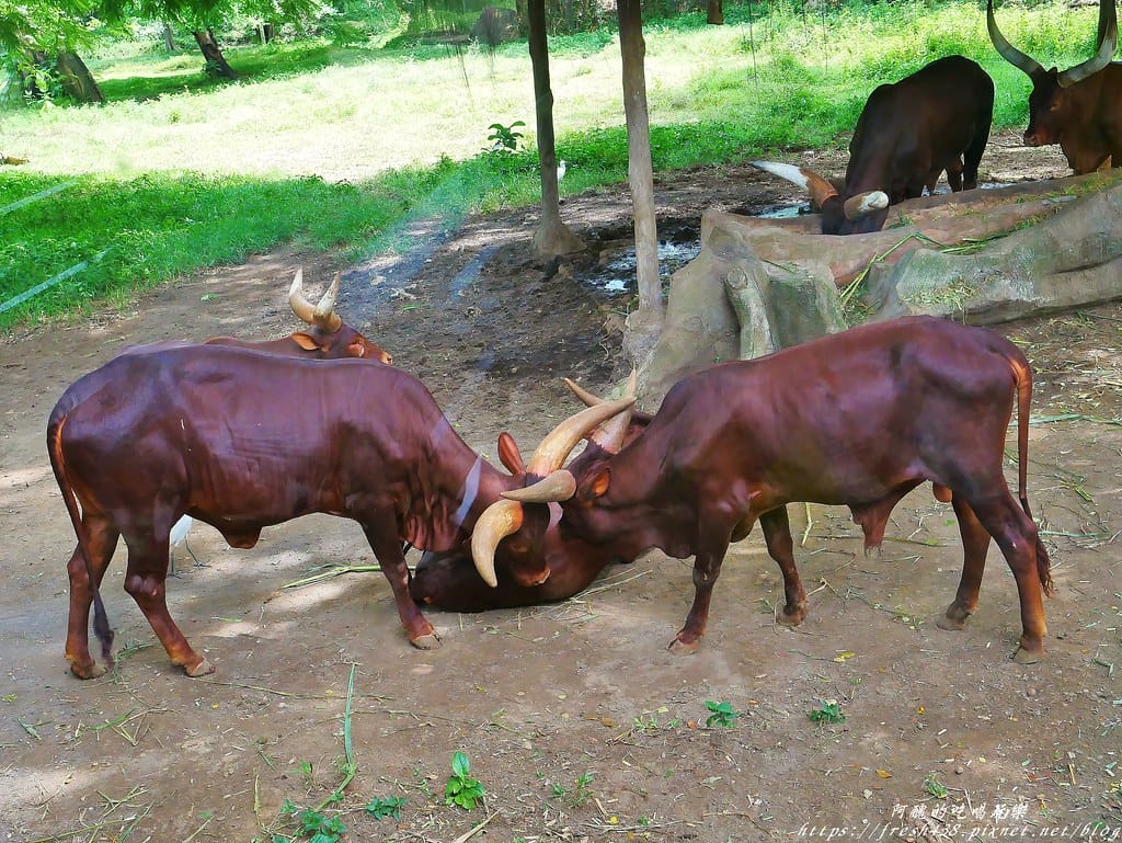 【印尼旅遊】峇里島野生動物園(Bali Safari & Marine Park),峇里島必遊景點,免費與動物拍照,還有兒童水上樂園可消暑。 - 第85張圖 87