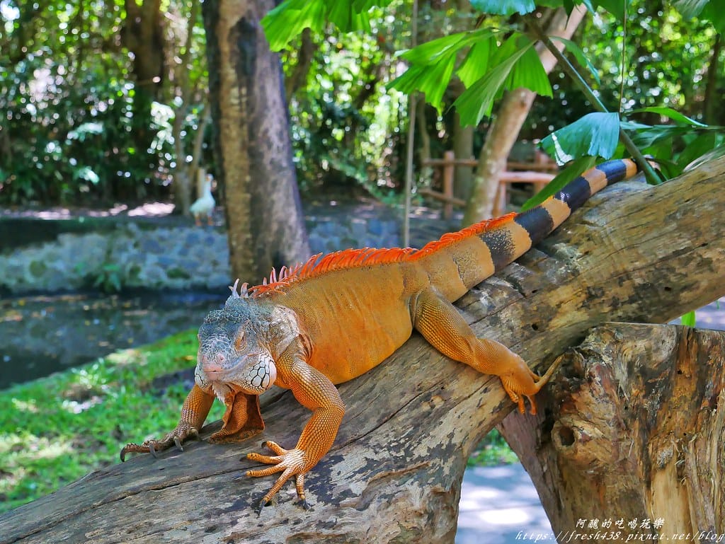 【印尼旅遊】峇里島野生動物園(Bali Safari & Marine Park),峇里島必遊景點,免費與動物拍照,還有兒童水上樂園可消暑。 - 第59張圖 46