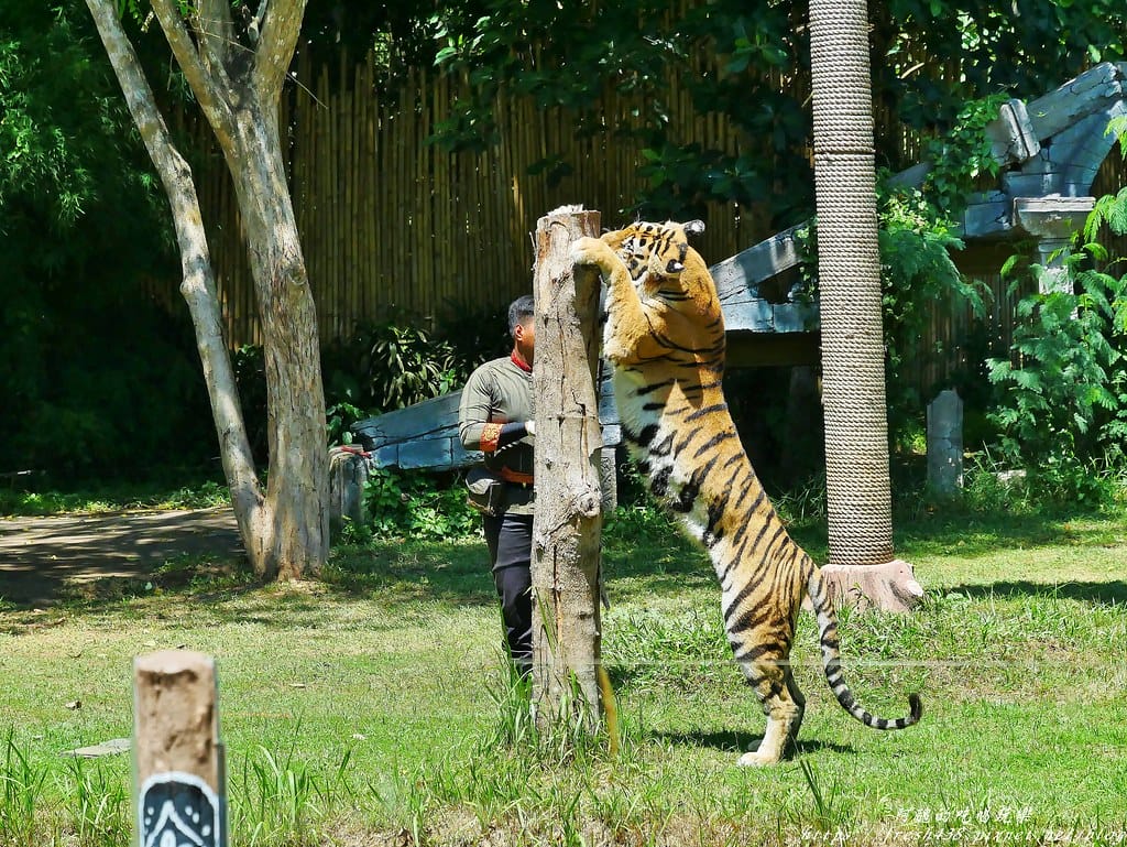 【印尼旅遊】峇里島野生動物園(Bali Safari & Marine Park),峇里島必遊景點,免費與動物拍照,還有兒童水上樂園可消暑。 - 第42張圖 30