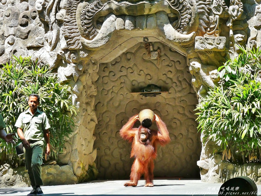 【印尼旅遊】峇里島野生動物園(Bali Safari & Marine Park),峇里島必遊景點,免費與動物拍照,還有兒童水上樂園可消暑。 - 第35張圖 24
