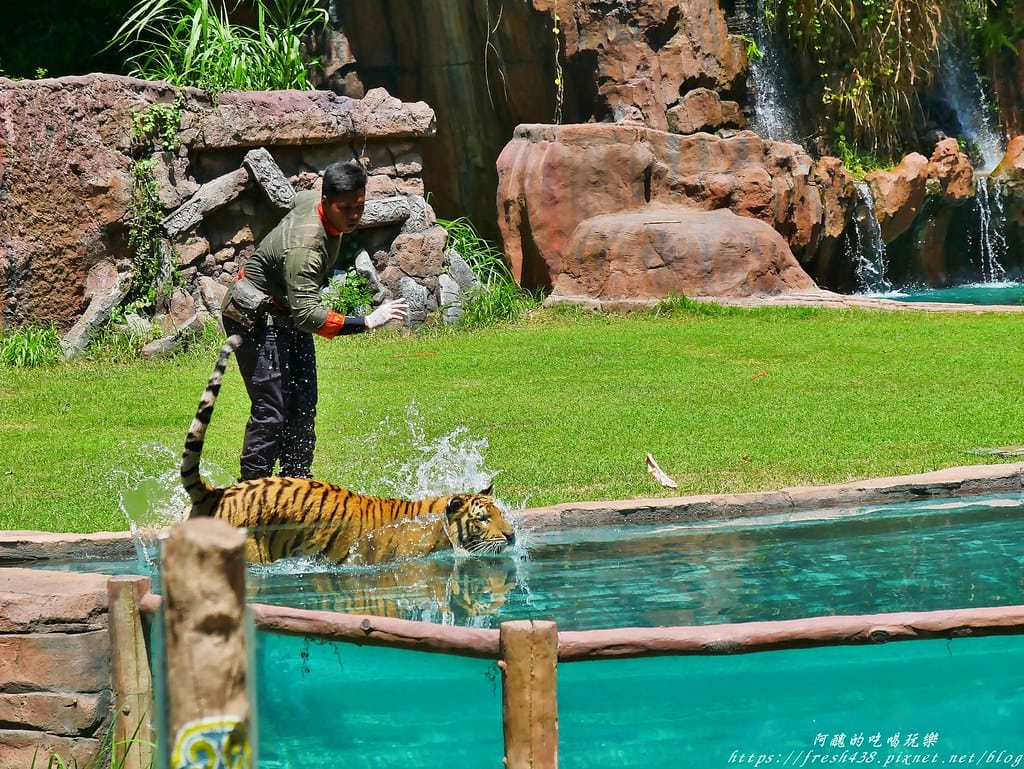 【印尼旅遊】峇里島野生動物園(Bali Safari & Marine Park),峇里島必遊景點,免費與動物拍照,還有兒童水上樂園可消暑。 - 第46張圖 34