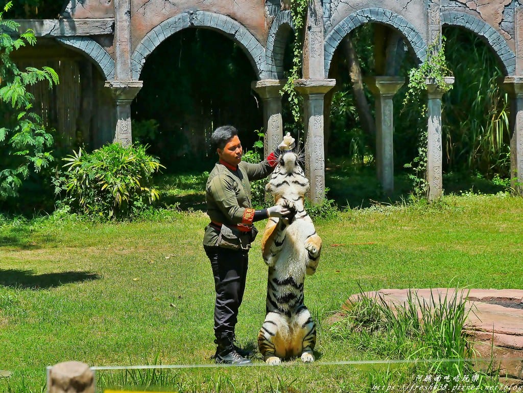 【印尼旅遊】峇里島野生動物園(Bali Safari & Marine Park),峇里島必遊景點,免費與動物拍照,還有兒童水上樂園可消暑。 - 第43張圖 31