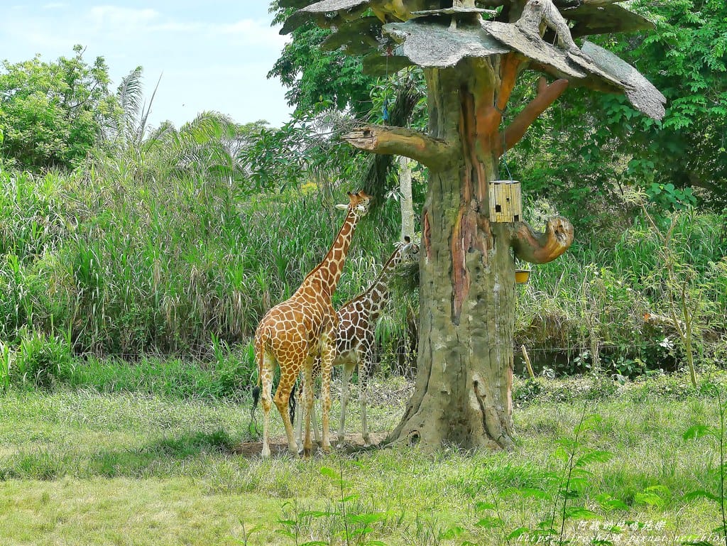 【印尼旅遊】峇里島野生動物園(Bali Safari & Marine Park),峇里島必遊景點,免費與動物拍照,還有兒童水上樂園可消暑。 - 第84張圖 86