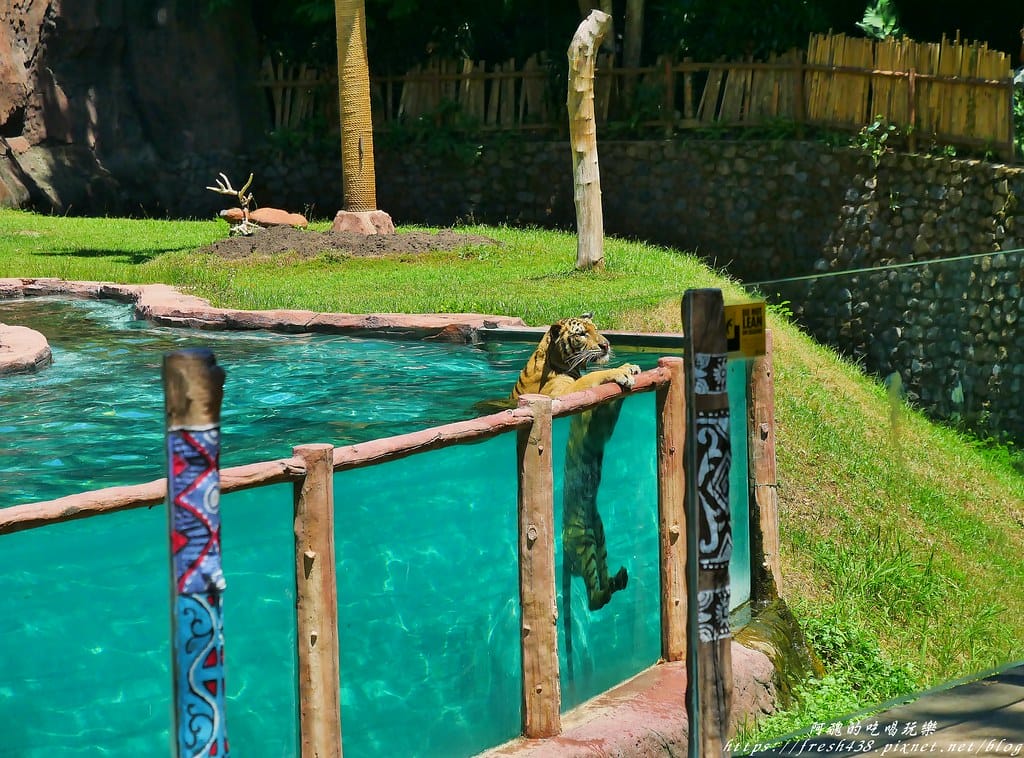 【印尼旅遊】峇里島野生動物園(Bali Safari & Marine Park),峇里島必遊景點,免費與動物拍照,還有兒童水上樂園可消暑。 - 第47張圖 35
