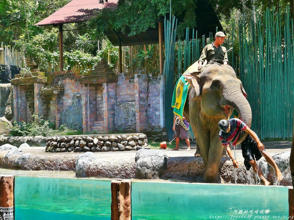 【印尼旅遊】峇里島野生動物園(Bali Safari & Marine Park),峇里島必遊景點,免費與動物拍照,還有兒童水上樂園可消暑。 - 第65張圖 52-2