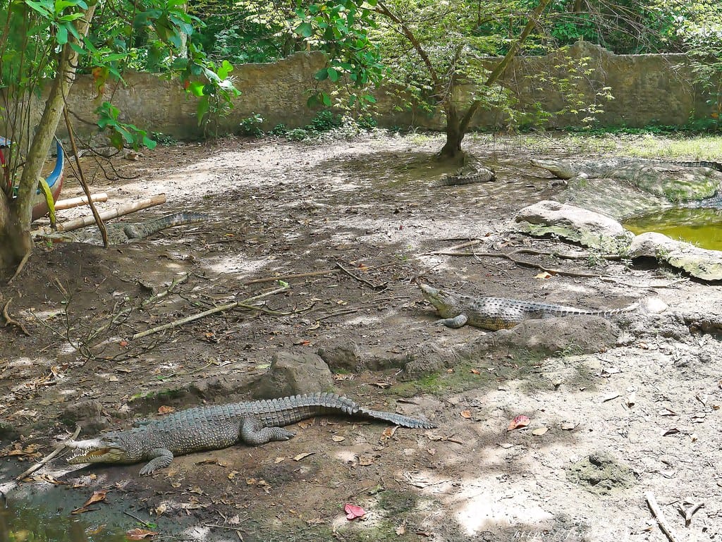 【印尼旅遊】峇里島野生動物園(Bali Safari & Marine Park),峇里島必遊景點,免費與動物拍照,還有兒童水上樂園可消暑。 - 第79張圖 81