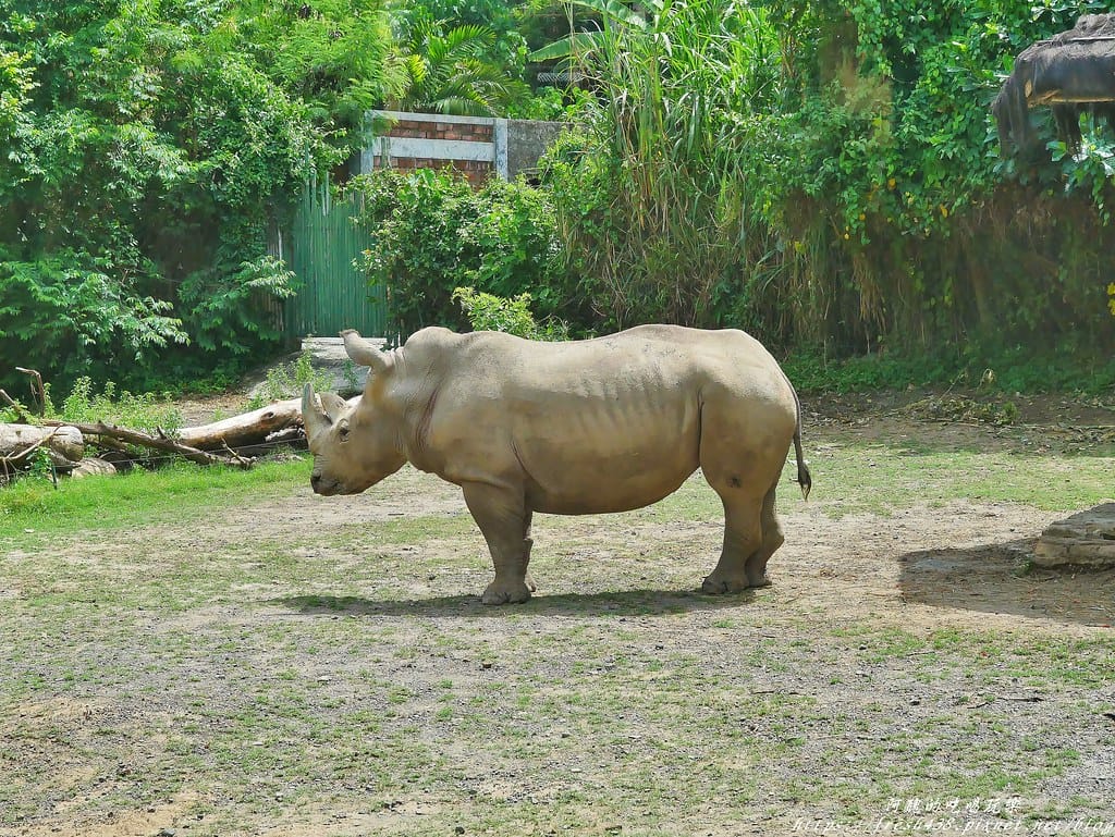 【印尼旅遊】峇里島野生動物園(Bali Safari & Marine Park),峇里島必遊景點,免費與動物拍照,還有兒童水上樂園可消暑。 - 第86張圖 88