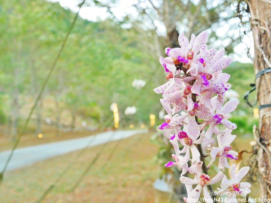 【高雄露營】蝶舞澗豪華露營,一泊三食超幸福,露營選擇Glamping,再也不會手忙腳亂。 - 第90張圖 56-2