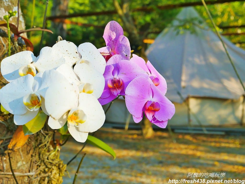 【高雄露營】蝶舞澗豪華露營,一泊三食超幸福,露營選擇Glamping,再也不會手忙腳亂。 - 第89張圖 56