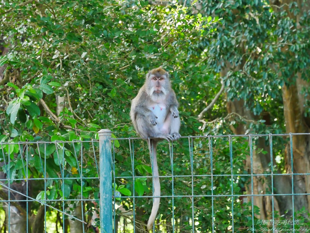 【峇里島美食】Laka Leke Restaurant脆皮髒鴨餐,絕美花園景觀餐廳,當地導遊大推的烏布美食,是我吃過最美味的髒鴨餐! - 第58張圖 P1730354