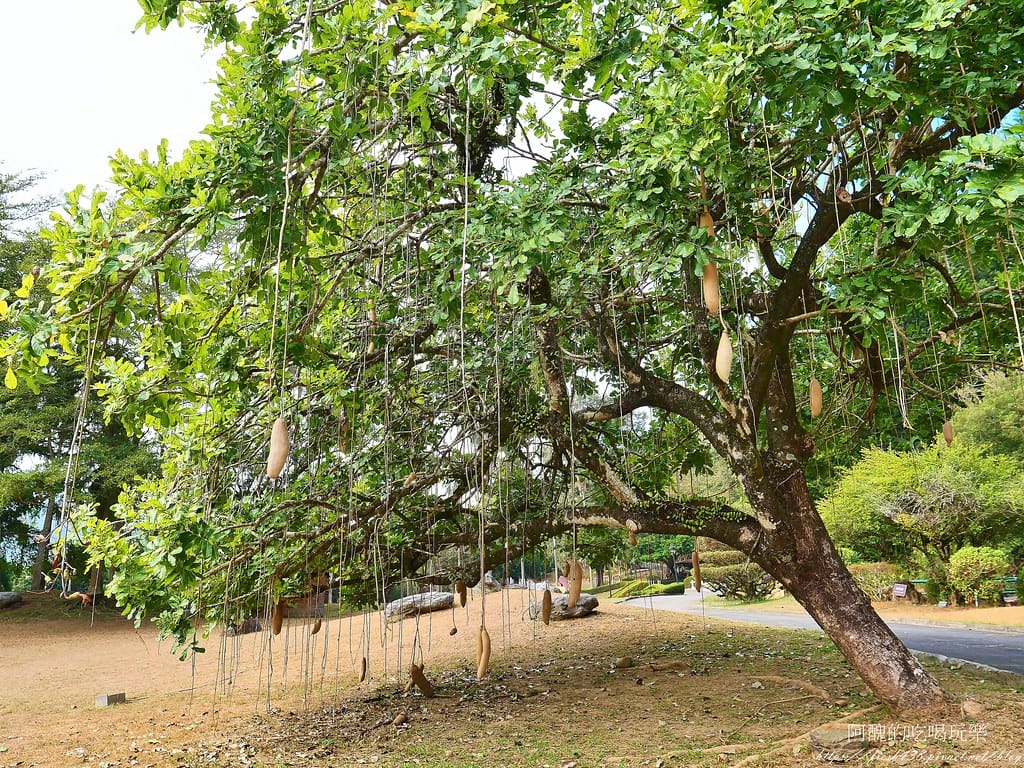 【南投住宿】泰雅渡假村,溫泉泡湯、露營烤肉、手作DIY、原民表演、園區導覽、高空繩索、天空步道,行程好豐富。 - 第122張圖 80-1