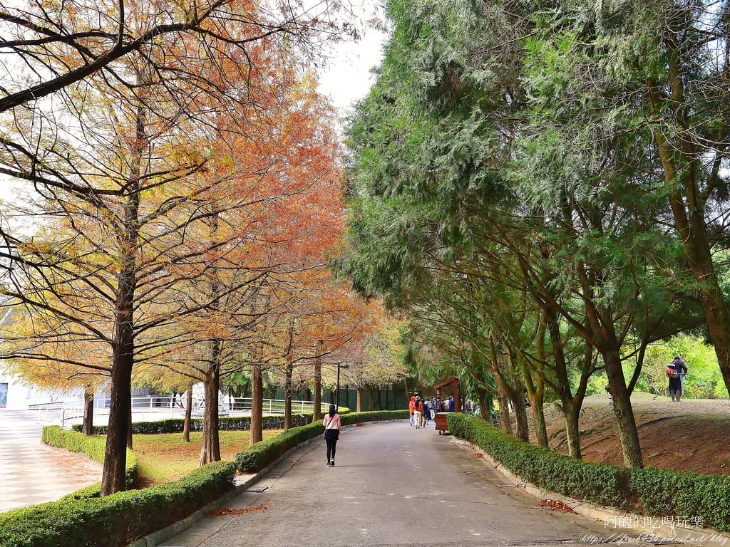 【南投住宿】泰雅渡假村,溫泉泡湯、露營烤肉、手作DIY、原民表演、園區導覽、高空繩索、天空步道,行程好豐富。 - 第124張圖 82落羽松步道