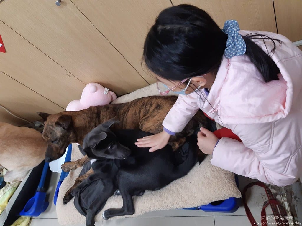 臺北市動物之家,免費認養流浪犬、流浪貓,還提供免費終生打狂犬病疫苗。 - 第16張圖 13