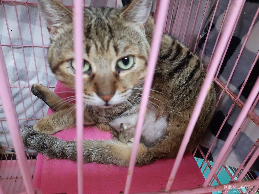 臺北市動物之家,免費認養流浪犬、流浪貓,還提供免費終生打狂犬病疫苗。 - 第34張圖 29