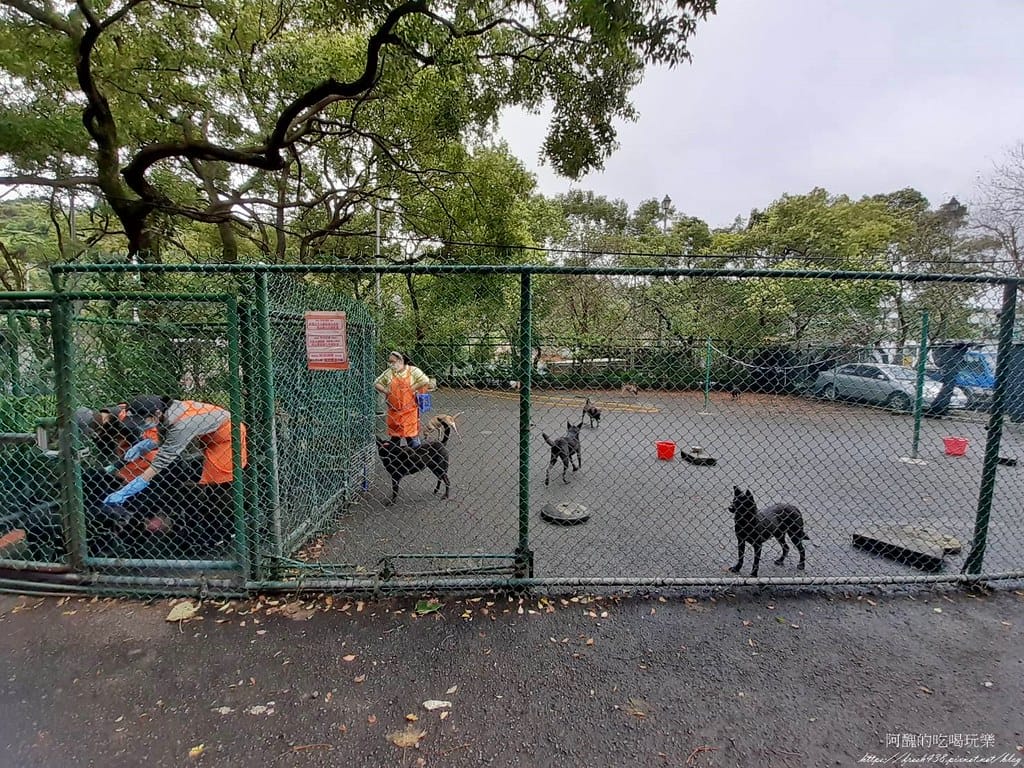 臺北市動物之家,免費認養流浪犬、流浪貓,還提供免費終生打狂犬病疫苗。 - 第6張圖 4