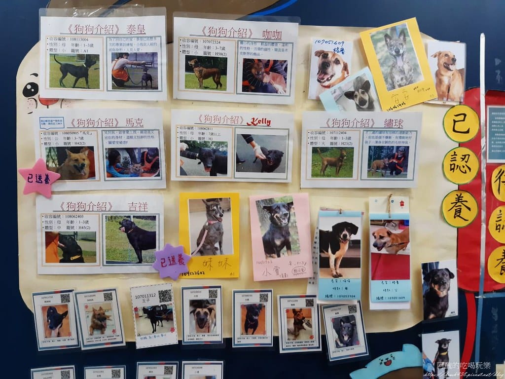 臺北市動物之家,免費認養流浪犬、流浪貓,還提供免費終生打狂犬病疫苗。 - 第20張圖 17