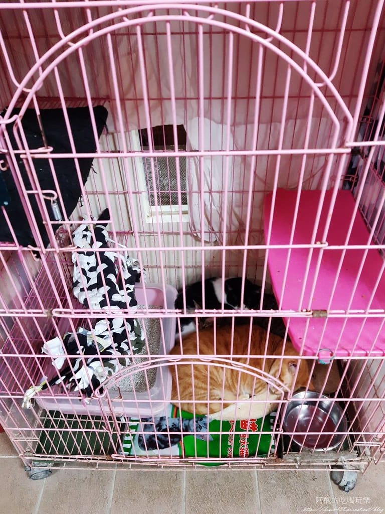 臺北市動物之家,免費認養流浪犬、流浪貓,還提供免費終生打狂犬病疫苗。 - 第33張圖 28