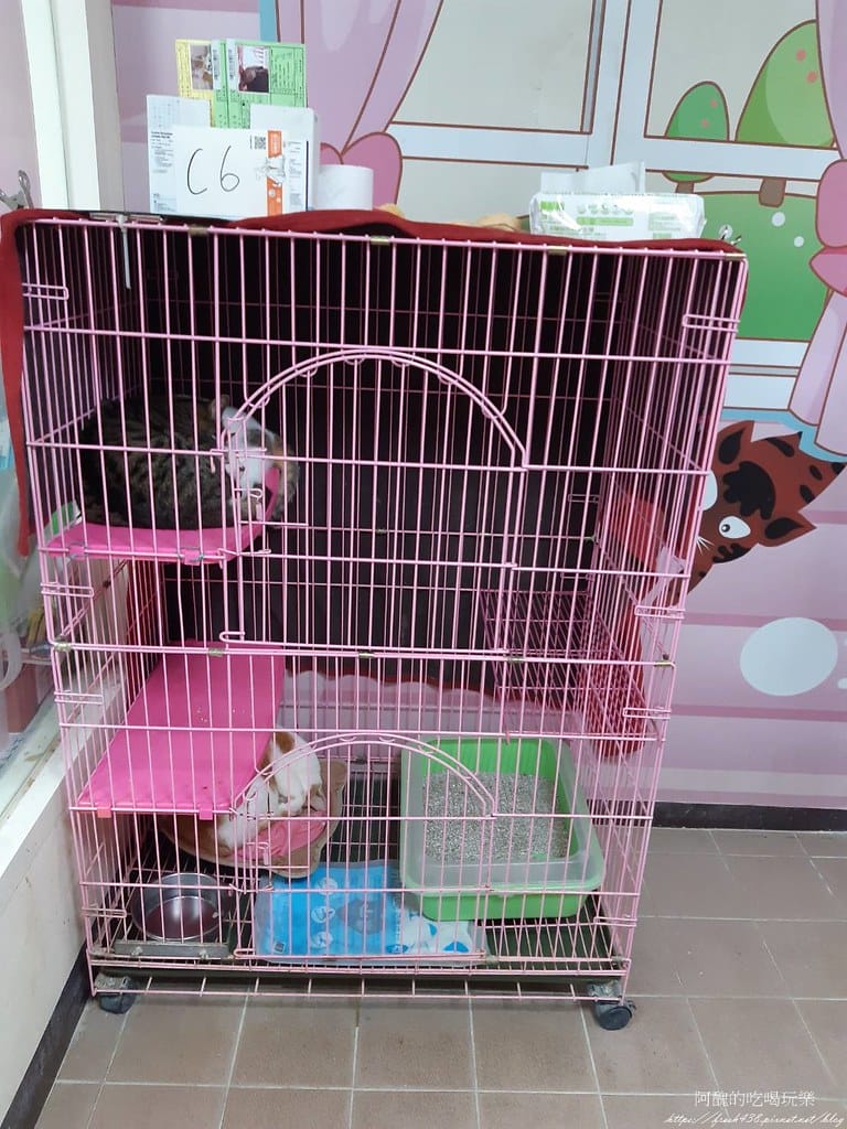 臺北市動物之家,免費認養流浪犬、流浪貓,還提供免費終生打狂犬病疫苗。 - 第26張圖 21
