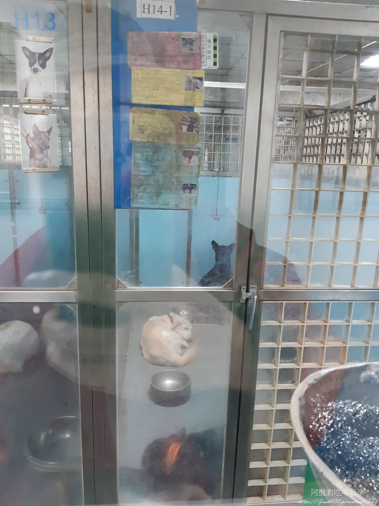 臺北市動物之家,免費認養流浪犬、流浪貓,還提供免費終生打狂犬病疫苗。 - 第22張圖 17 (4)