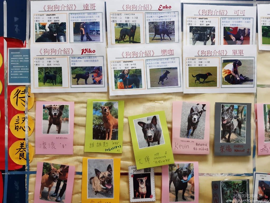 臺北市動物之家,免費認養流浪犬、流浪貓,還提供免費終生打狂犬病疫苗。 - 第19張圖 16