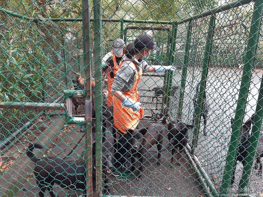 臺北市動物之家,免費認養流浪犬、流浪貓,還提供免費終生打狂犬病疫苗。 - 第7張圖 5