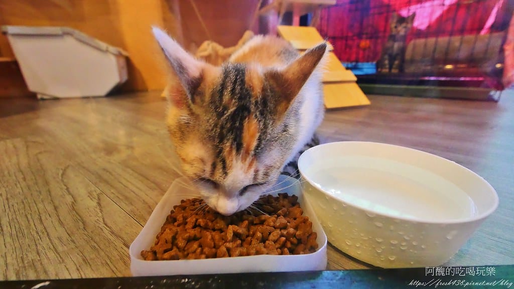【宜蘭美食】熊與喵咖啡,親子餐廳&寵物友善環境,正餐、點心、飲品都超級美味! - 第19張圖 9-2