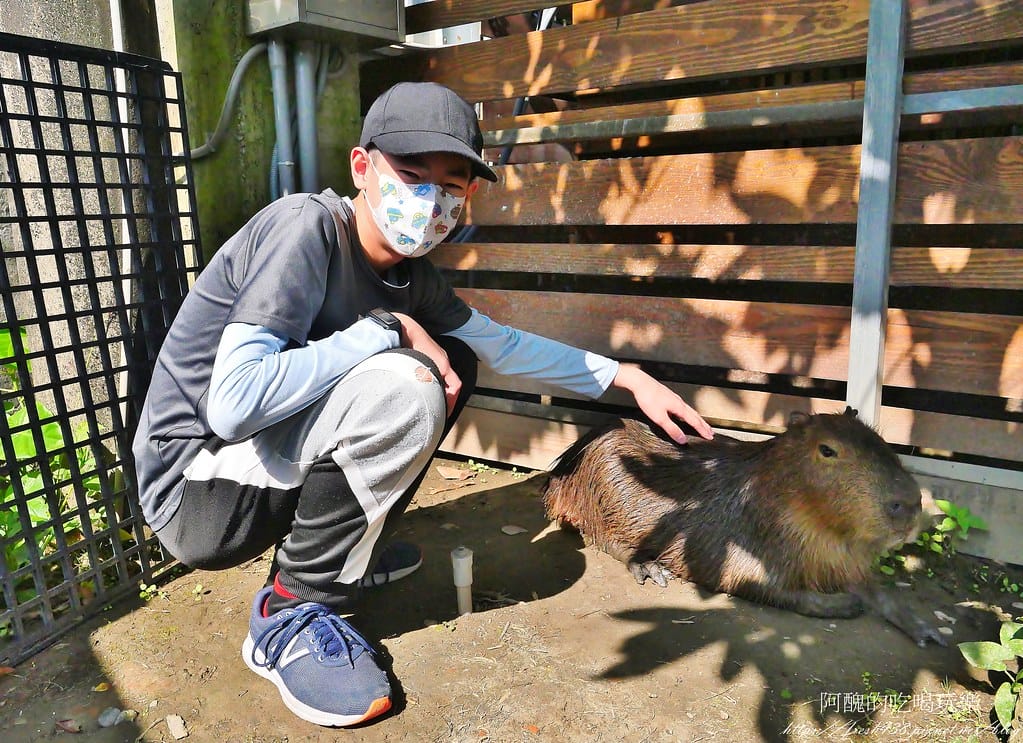 【樹林親子餐廳】紅磚園邸,可愛狐獴、水豚、白袋鼠陪您互動,必吃新北美食,更是網美餐廳。 - 第70張圖 48-2
