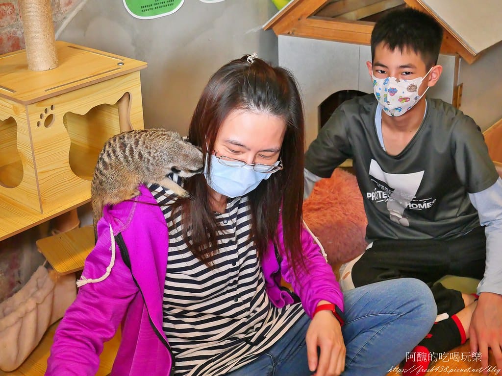 【樹林親子餐廳】紅磚園邸,可愛狐獴、水豚、白袋鼠陪您互動,必吃新北美食,更是網美餐廳。 - 第62張圖 38