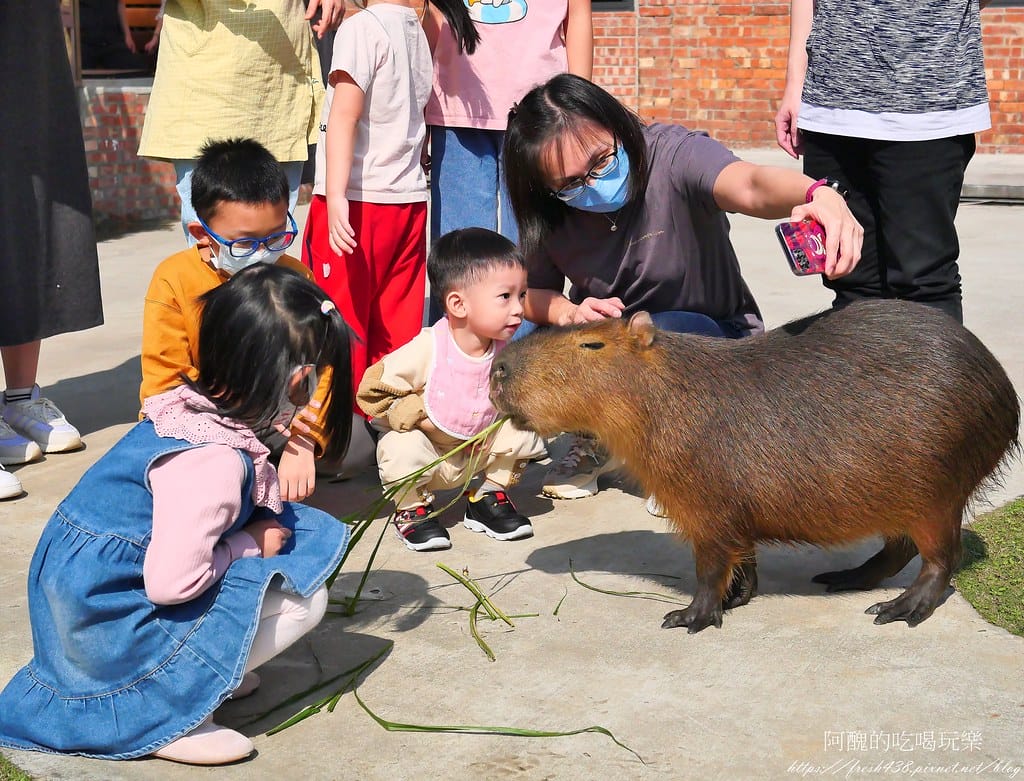 【樹林親子餐廳】紅磚園邸,可愛狐獴、水豚、白袋鼠陪您互動,必吃新北美食,更是網美餐廳。 - 第66張圖 45