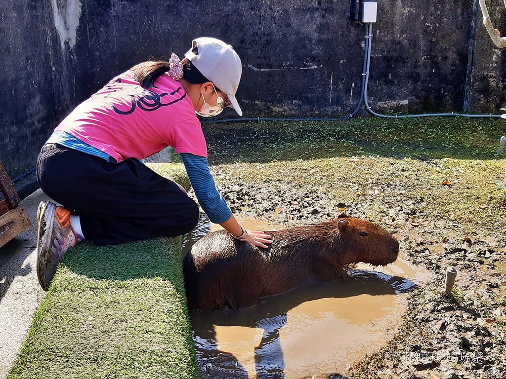 【樹林親子餐廳】紅磚園邸,可愛狐獴、水豚、白袋鼠陪您互動,必吃新北美食,更是網美餐廳。 - 第71張圖 49