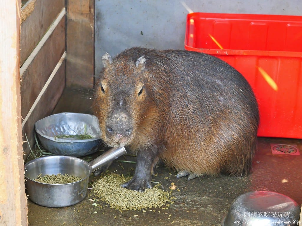 【樹林親子餐廳】紅磚園邸,可愛狐獴、水豚、白袋鼠陪您互動,必吃新北美食,更是網美餐廳。 - 第22張圖 10-9