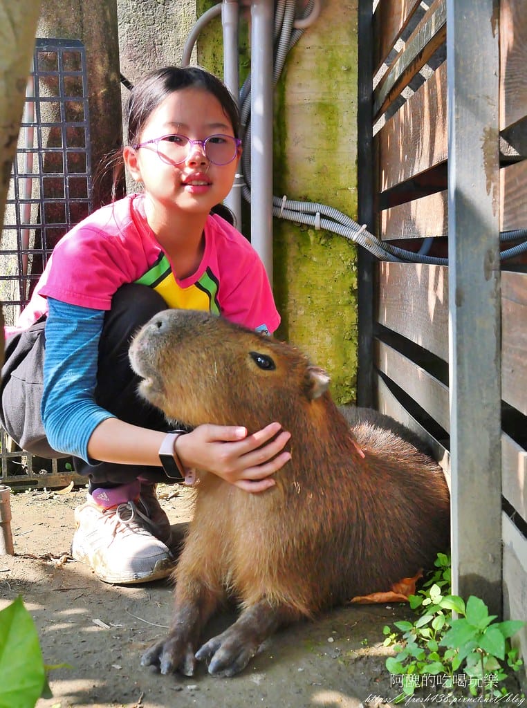 【樹林親子餐廳】紅磚園邸,可愛狐獴、水豚、白袋鼠陪您互動,必吃新北美食,更是網美餐廳。 - 第69張圖 48
