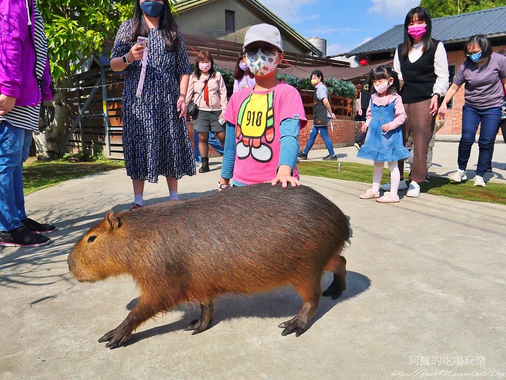 【樹林親子餐廳】紅磚園邸,可愛狐獴、水豚、白袋鼠陪您互動,必吃新北美食,更是網美餐廳。 - 第67張圖 46