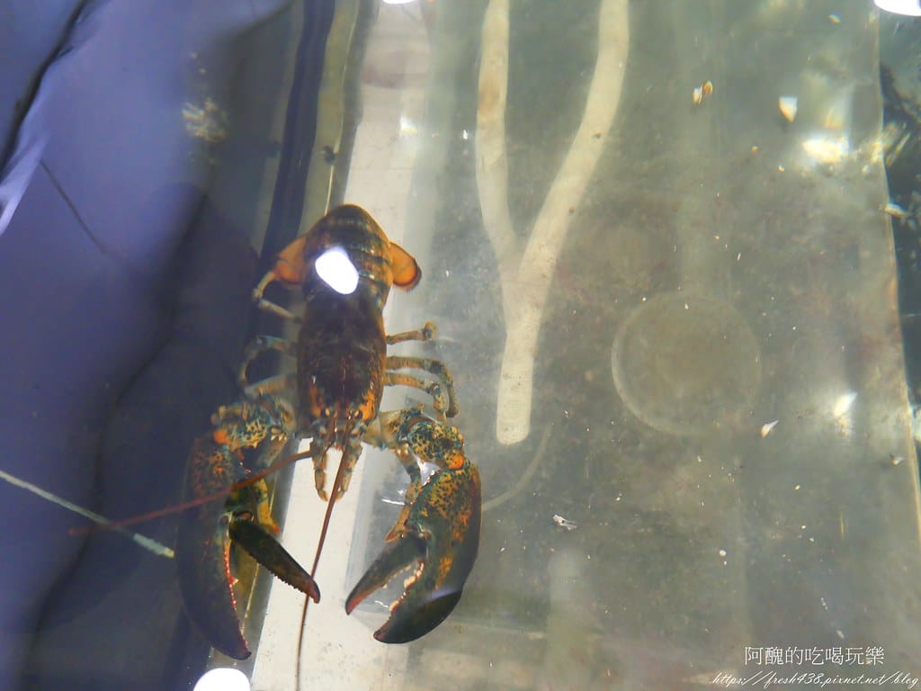 【新北美食】集鮮城水產餐廳,泰山熱炒店,附設卡拉OK,讓您吃飽又嗨爆! - 第16張圖 P1021485