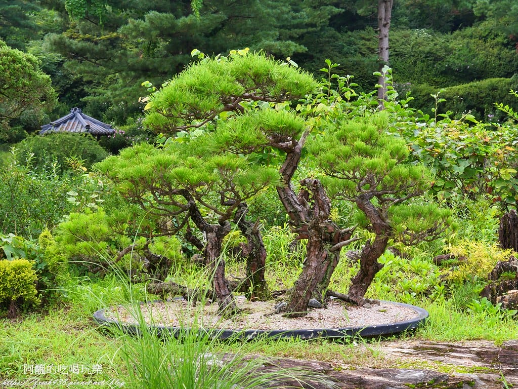 【韓國景點】晨靜樹木園(아침고요수목원) ,一年四季都值得前往,美不勝收的人間仙境,京畿道必遊景點。 - 第56張圖 P1028563