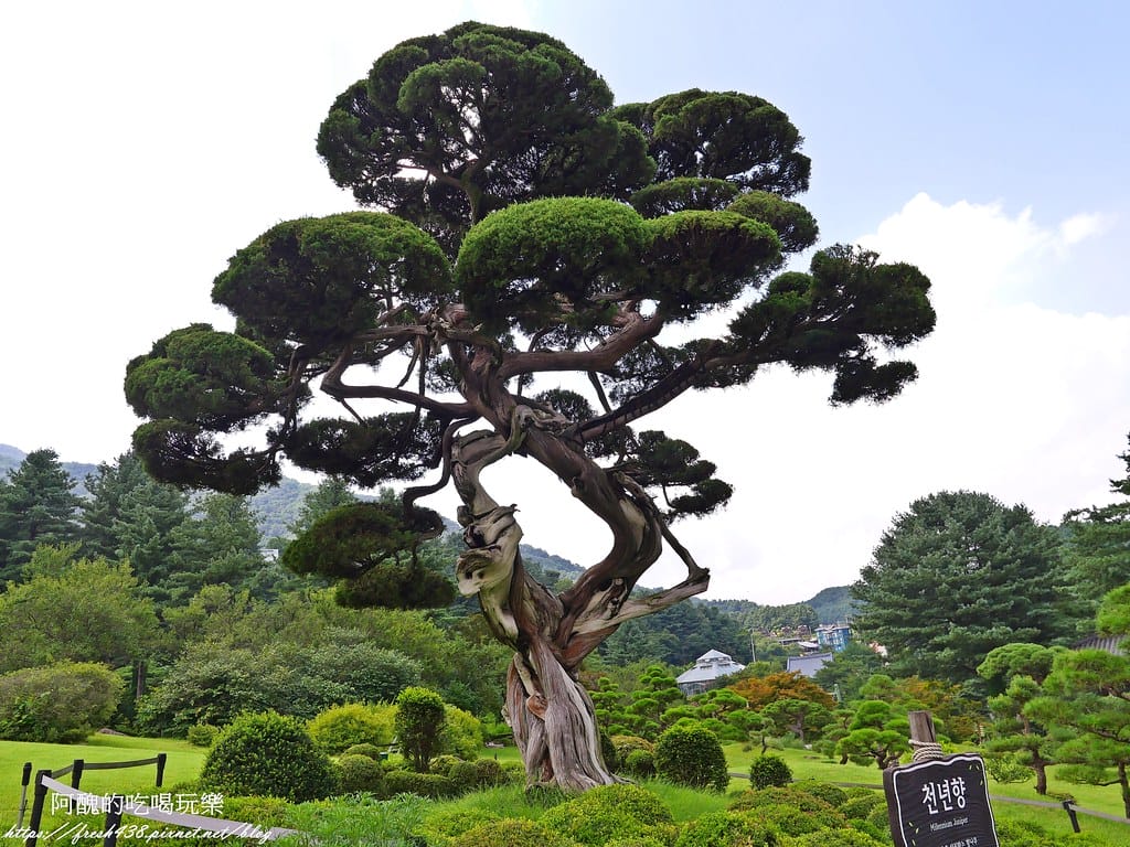 【韓國景點】晨靜樹木園(아침고요수목원) ,一年四季都值得前往,美不勝收的人間仙境,京畿道必遊景點。 - 第52張圖 P1028558