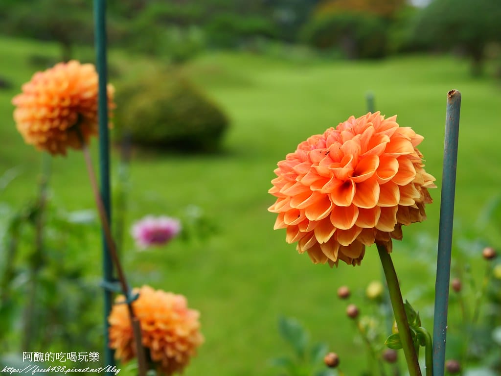 【韓國景點】晨靜樹木園(아침고요수목원) ,一年四季都值得前往,美不勝收的人間仙境,京畿道必遊景點。 - 第54張圖 P1028560