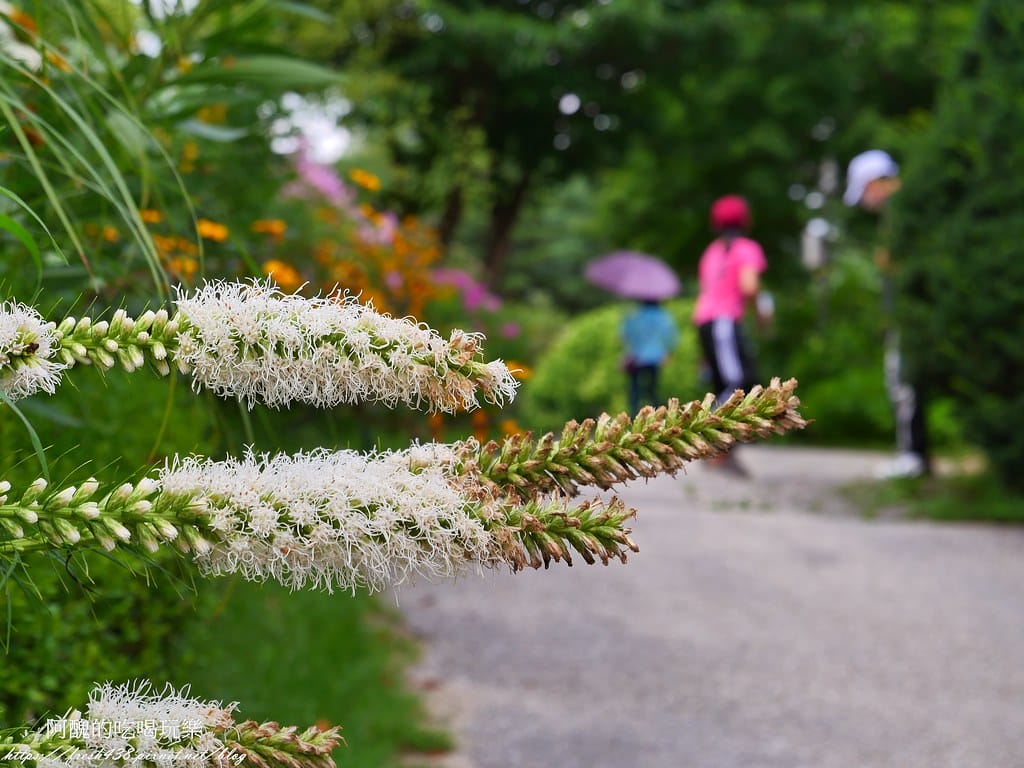 【韓國景點】晨靜樹木園(아침고요수목원) ,一年四季都值得前往,美不勝收的人間仙境,京畿道必遊景點。 - 第49張圖 P1028551